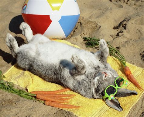 The games are playable on Android, Windows and MacOS devices, but not iOS. . Beachside bunnies